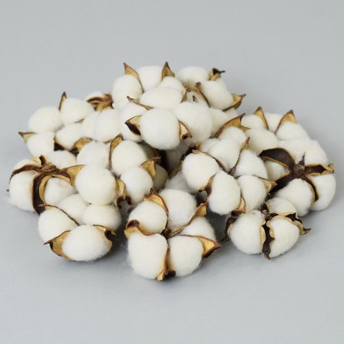 Bavlna kvet biela bag 24x18x6cm - Jesenné dekorácie
