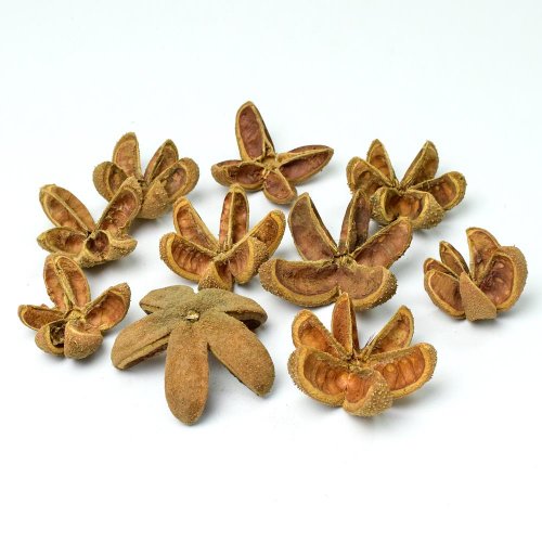 Wild orange 1/10 i460 pacz