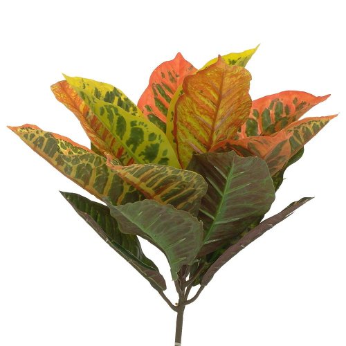 25flk0812 listy croton 50cm