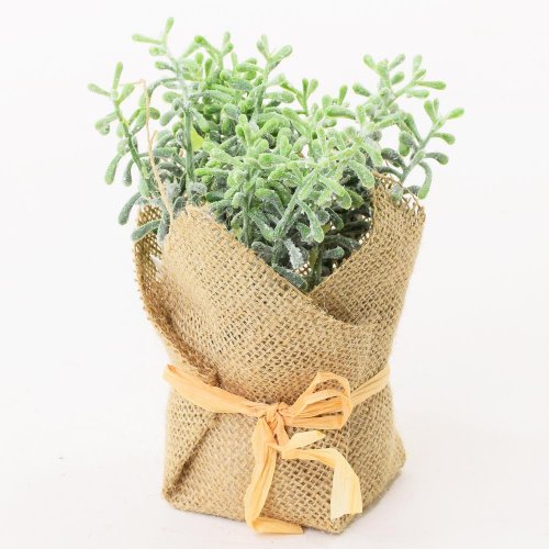 Zeleň v črepníku juta 15cm