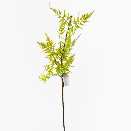 List papraď bledo zelená 97cm