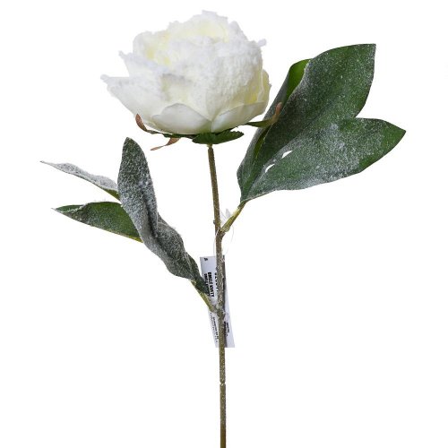 Ks pivónia zasnežená 32cm