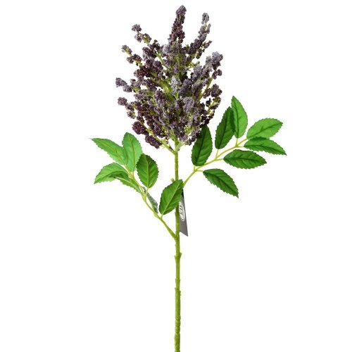 Ks astilbe fialové 65cm