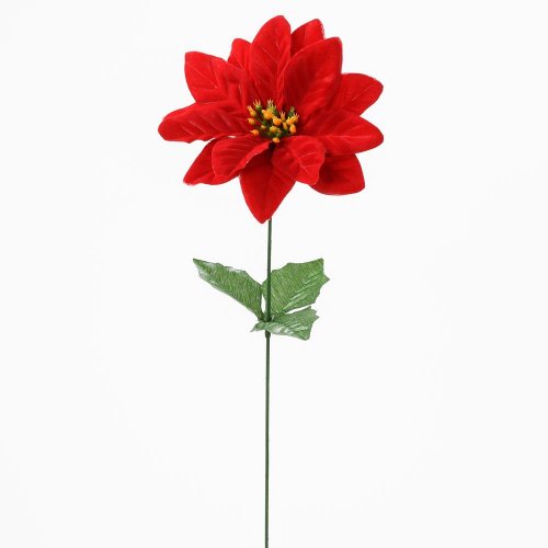 Ks poinsettia červená