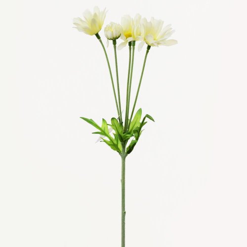 Ks margarétka krém 32cm