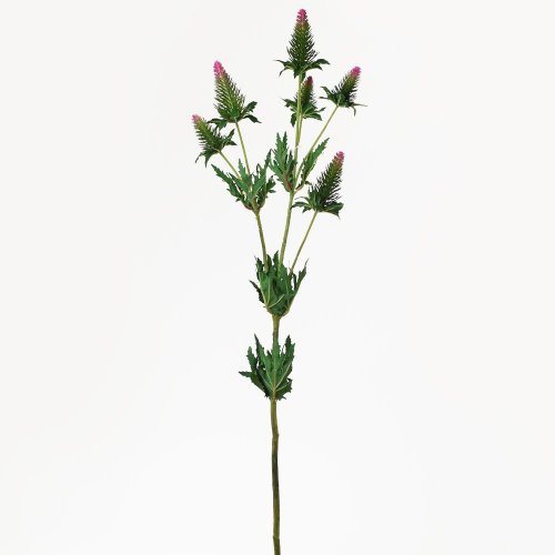 Ks eryngium zeleno-ruž. 90cm