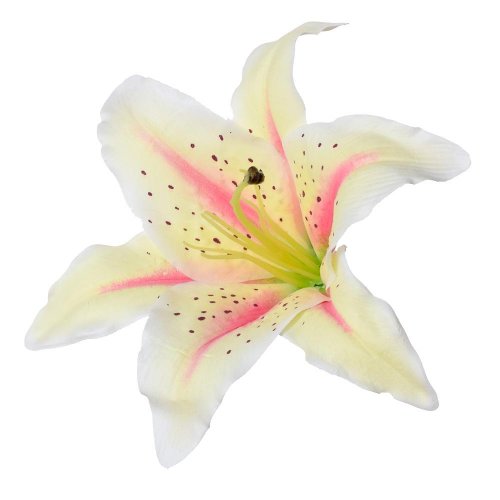 Hlava ľalia bielo-ruž priem:18cm bal:10ks