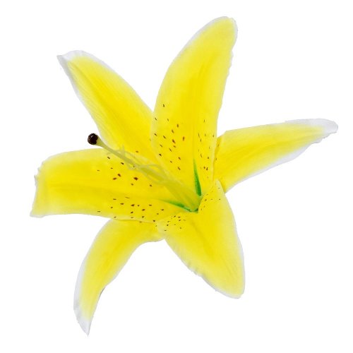 Hlava ľalia žltá priem:21cm bal:12ks