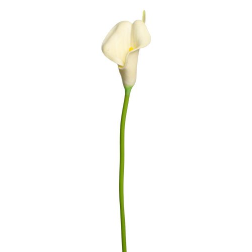 Ks calla biela 35cm - Umelé kvety