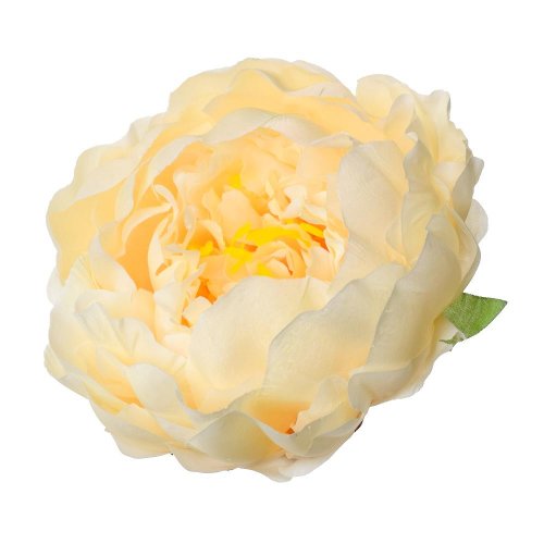 Hlava pivoňka lososová p:10cm bal:12ks