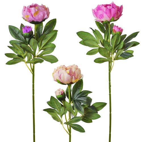 Ks pivonia mix 3f 70cm