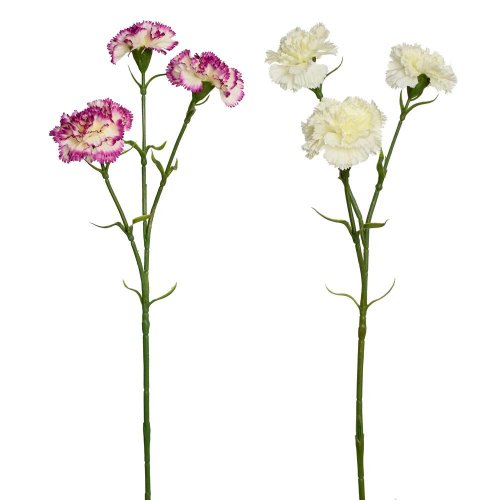 Ks karafiát 60cm 2f