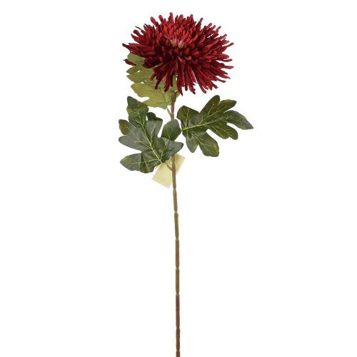 Ks chryzantéma bordo 71cm