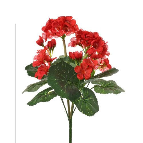 Kytica muškát zonalka červený 31cm