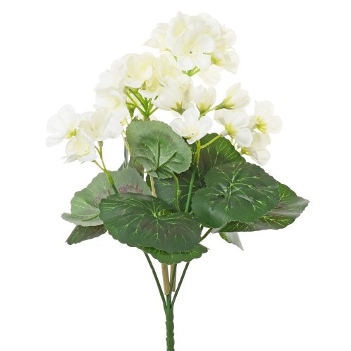 Kytica muškát zonalka krémový 31cm