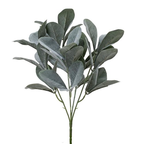 Zeleň listy oválne sivo-zelené 36cm