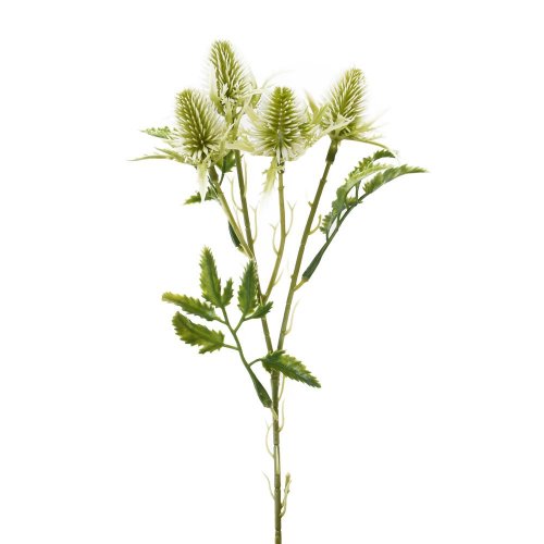 Zeleň eryngium-bodliak x3 biely 27cm