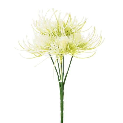 Zeleň chryzantéma x5 krémová 24cm - Umelé kvety