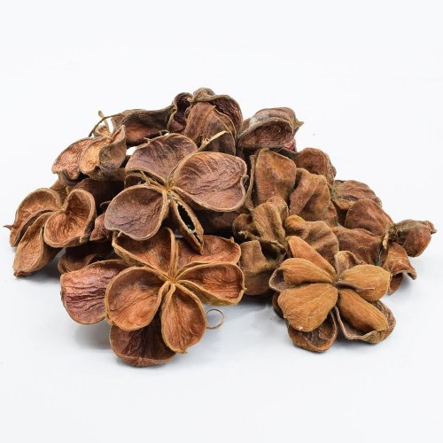 I092npacz lotus (20ks)