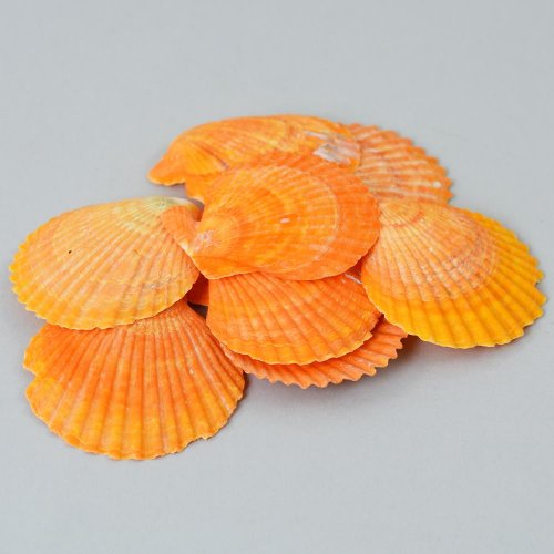 Mušle hneda bag super cena