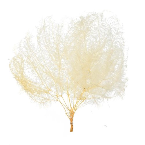 Coral umbrella sušená /zv - Vianočné dekorácie