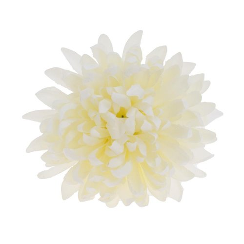 Hlava chryzantéma biela