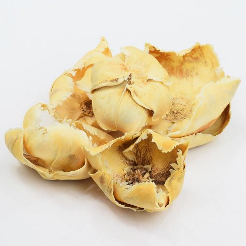 I148w-5 palm cup biel. s/5