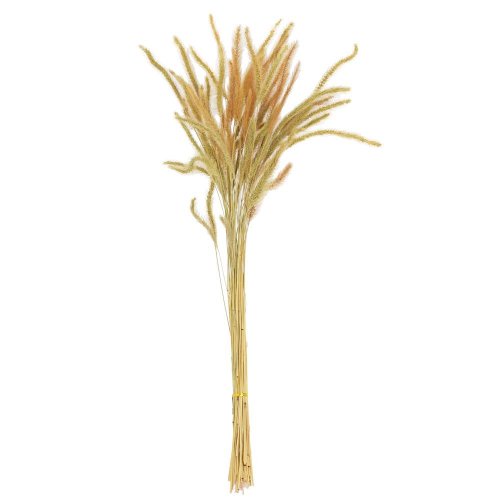 Jačmeň sušina zelená