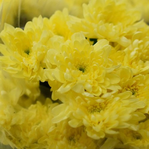 Chryz.euro krémová / ks