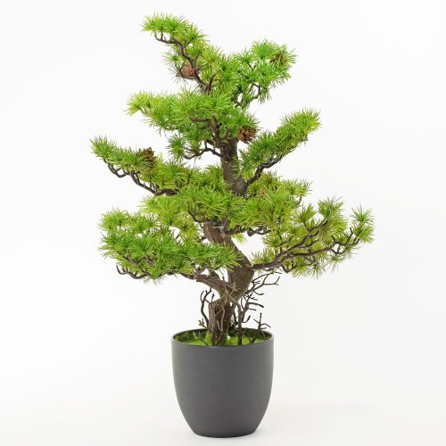 Bonsaj borovica v kvetináči 68cm