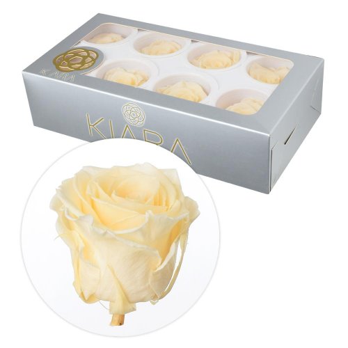 Ruža preparovaná 5cm champagne /ks - bal. 8 ks