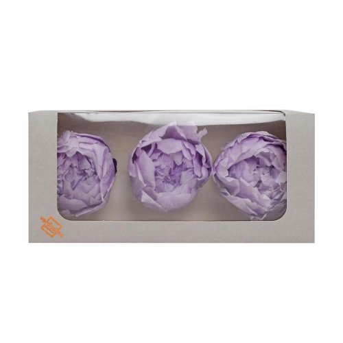Pivonka preparovaná soft lilac