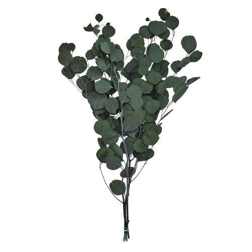 Eucalyptus sušina zelená - Umelé kvety