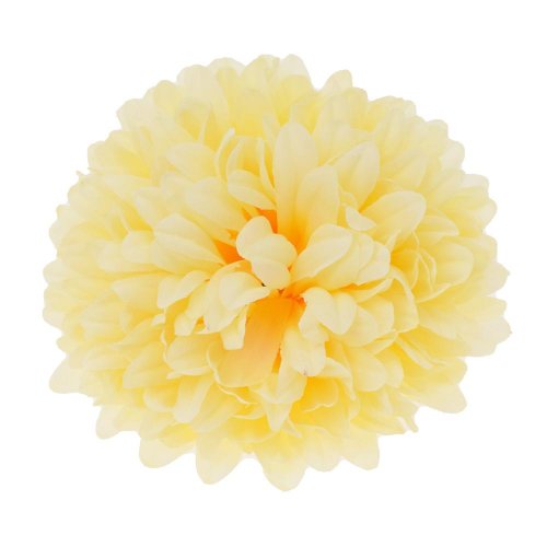 Hlava chryzantéma bledo-žltá 10cm