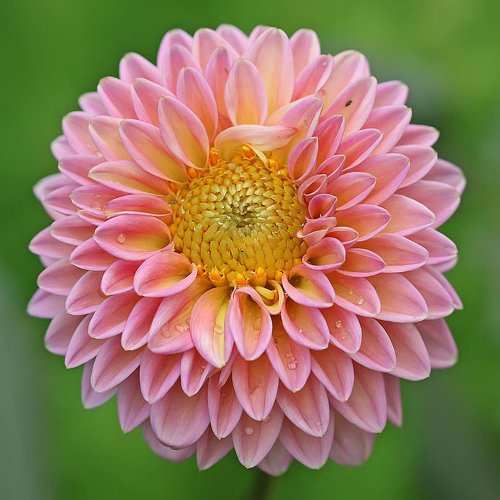 Dahlia duo mix cibuľka - Umelé kvety