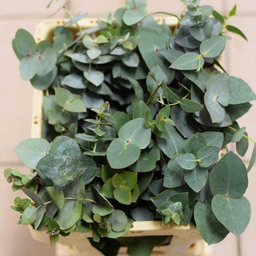 Eucalyptus populus /zv