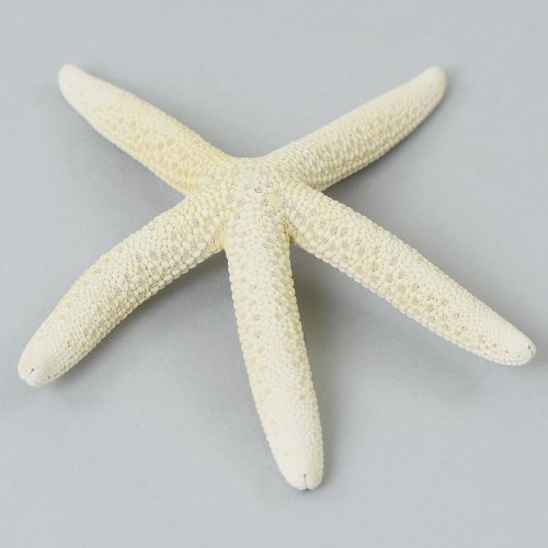 Hviezdica biela super cena