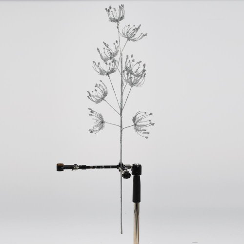 Konár daucus strieborný 70cm