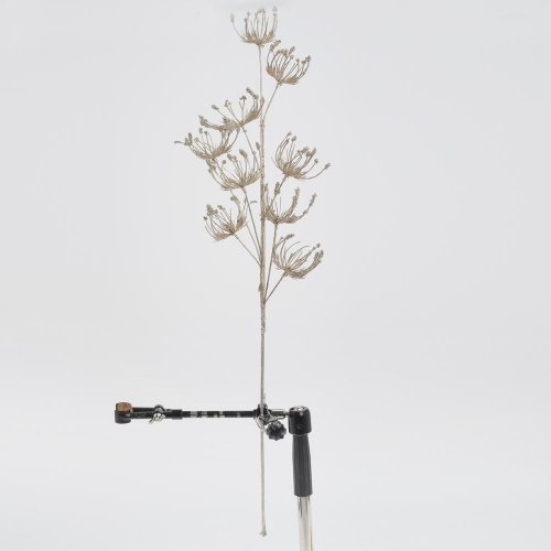 Konár daucus šampáň 70cm - Umelé kvety
