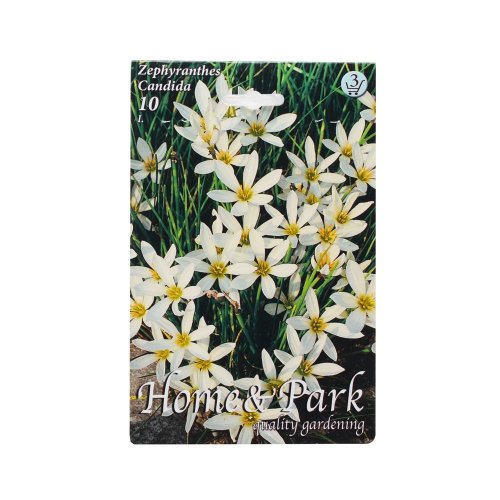 Zephiranthes candida - Vianočné dekorácie a ozdoby