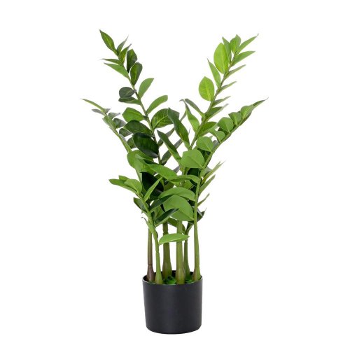 Zeleň zamioculcas v črepníku 75cm