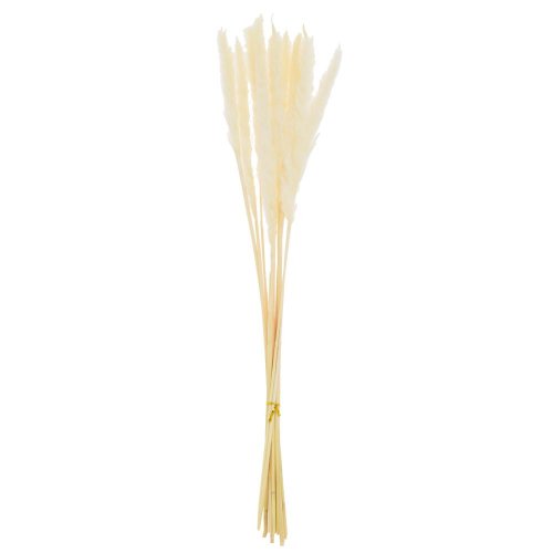 Pampová tráva sušina