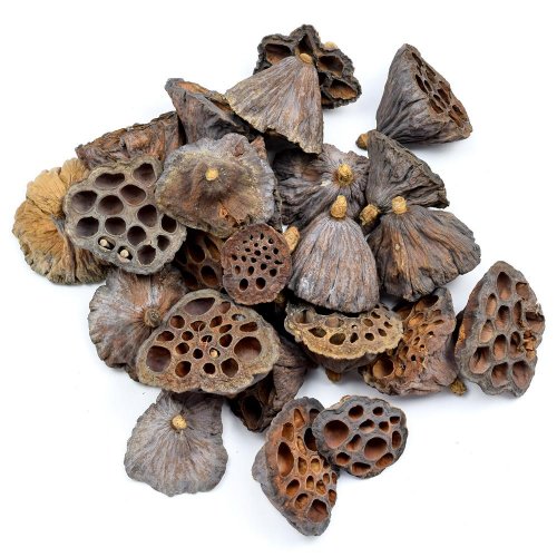 T189 lotus 3-5cm s/25