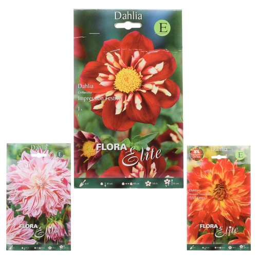 Dahlia exclusive mix