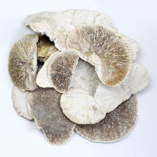 Sponge mushroom white wash 200g i195wwpacz