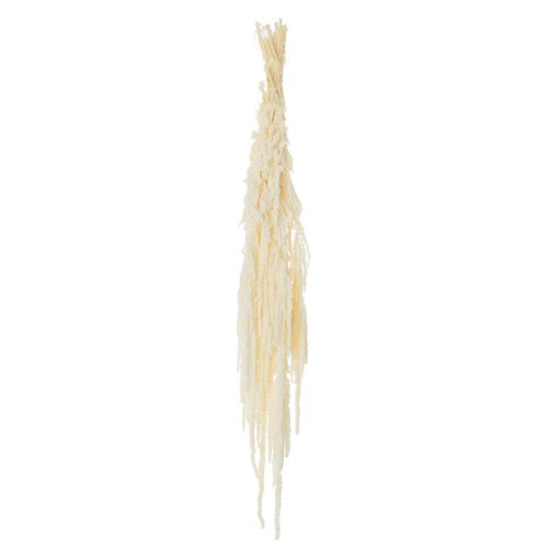 Amaranthus bielený/zv - Vianočné dekorácie
