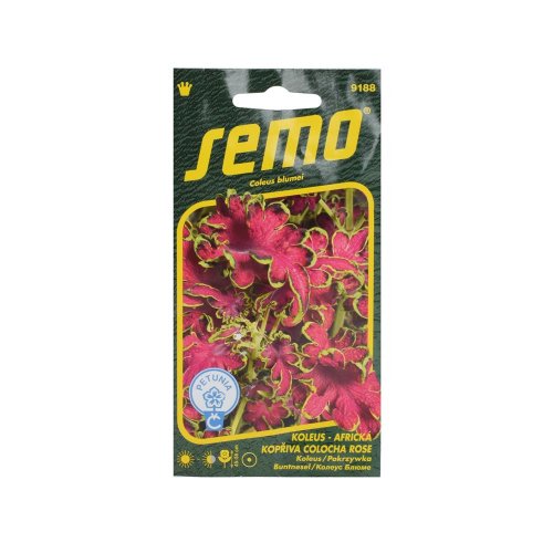 Koleus colocha rose 40s