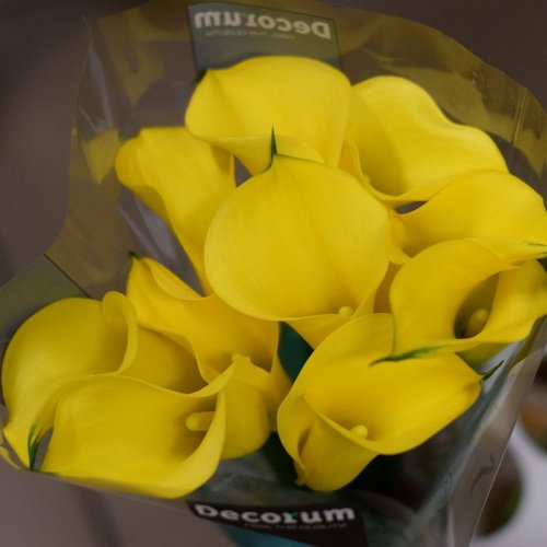 Calla farba/ ks - Vianočné dekorácie a ozdoby