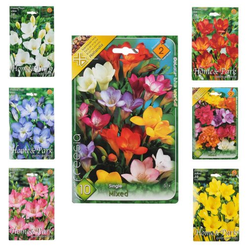 Freesia mix