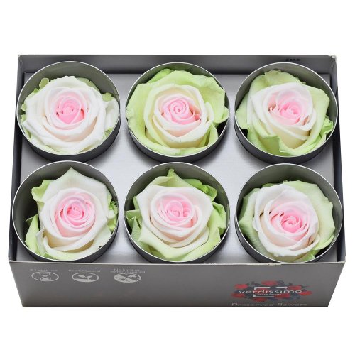 Ruža preparovaná 5cm tricolor green/white/pink /ks